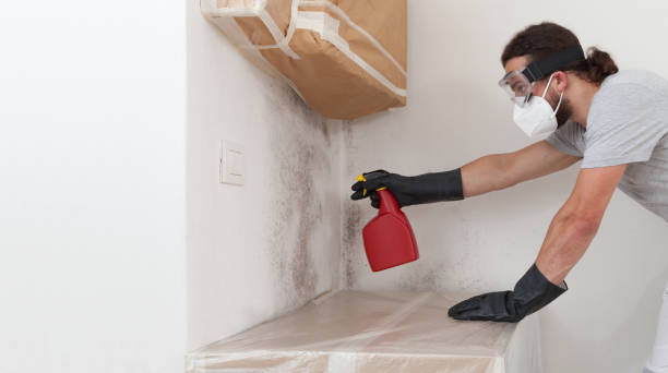 Professional Bathroom Mold Removal technician working in Markleton, PA
